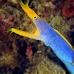 eel_ribbon_kbraerpr3_v_0076_sul3060.jpg
